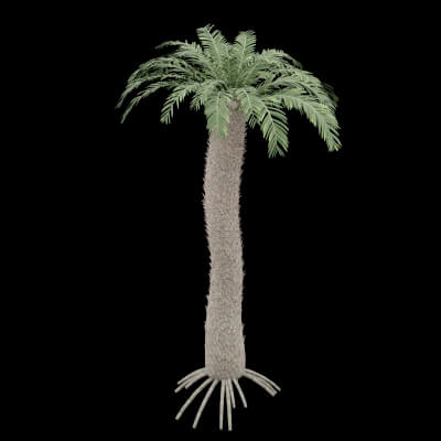 Syca Cycas Seed Plant - 3D Model by BotaniCraft3D