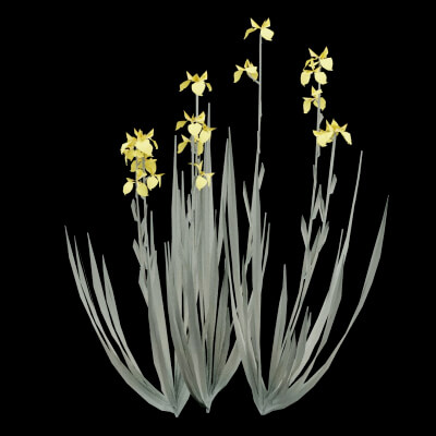 Flag Iris Flower - 3D Model by BotaniCraft3D
