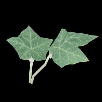 Blob Plant - Ivy