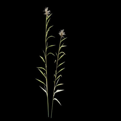 Revit Reeds Realistic Reeds Plant - 3D Model by BotaniCraft3D