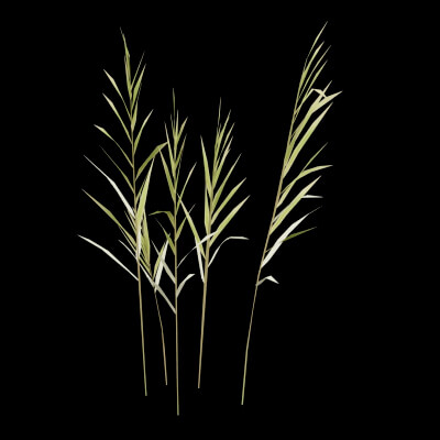 Revit Reeds Realistic Reeds Plant - 3D Model by BotaniCraft3D