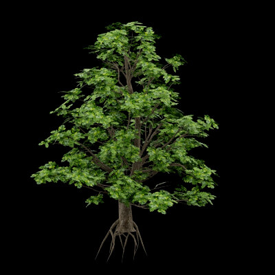 Realistic Ttree Realistic Tree - 3D Model by BotaniCraft3D