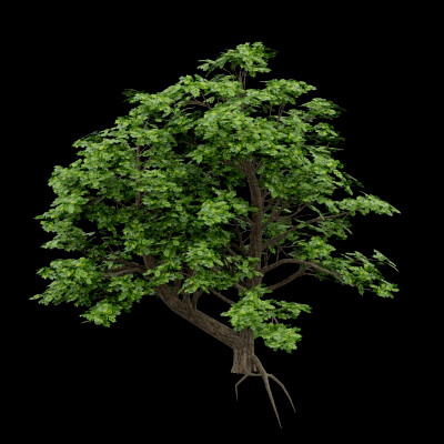 Realistic Ttree Realistic Tree - 3D Model by BotaniCraft3D