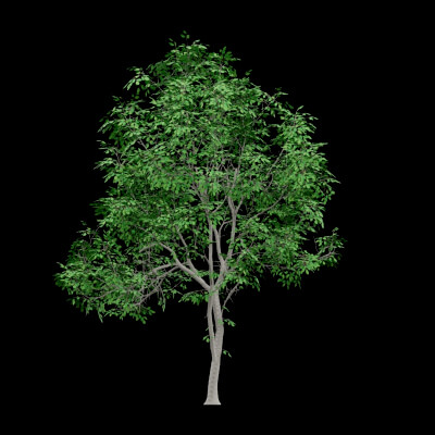 Realistic Ttree Realistic Tree - 3D Model by BotaniCraft3D