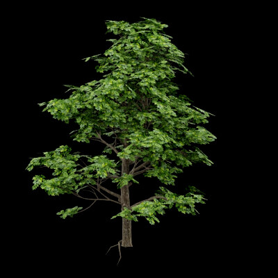 Realistic Ttree Realistic Tree - 3D Model by BotaniCraft3D