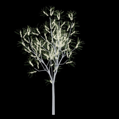 Realistic Tree - 3D Model by BotaniCraft3D