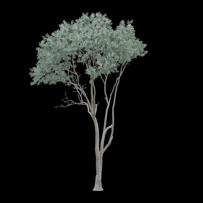 Realistic Tree - 3D Model by BotaniCraft3D