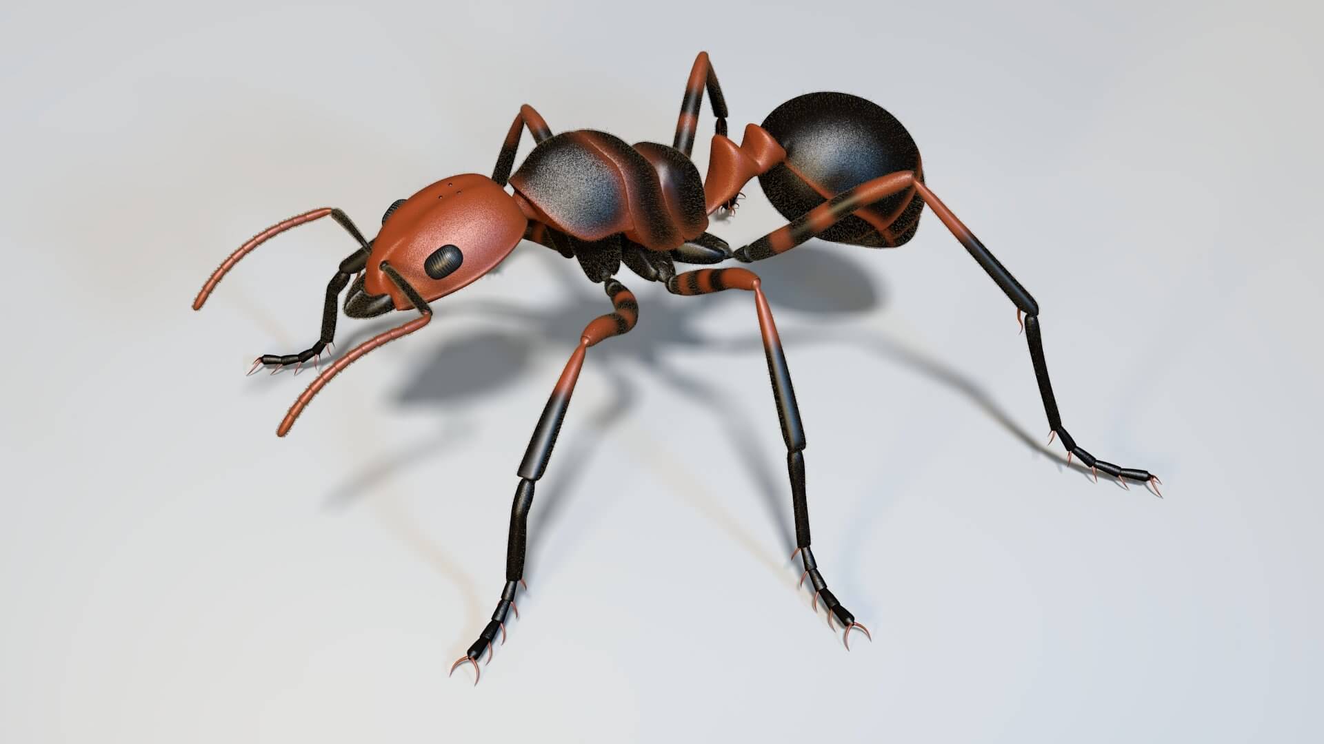 Low poly ant. муравей 3д модель. насекомые 3д модель. муравей симметрия. Modal ant.