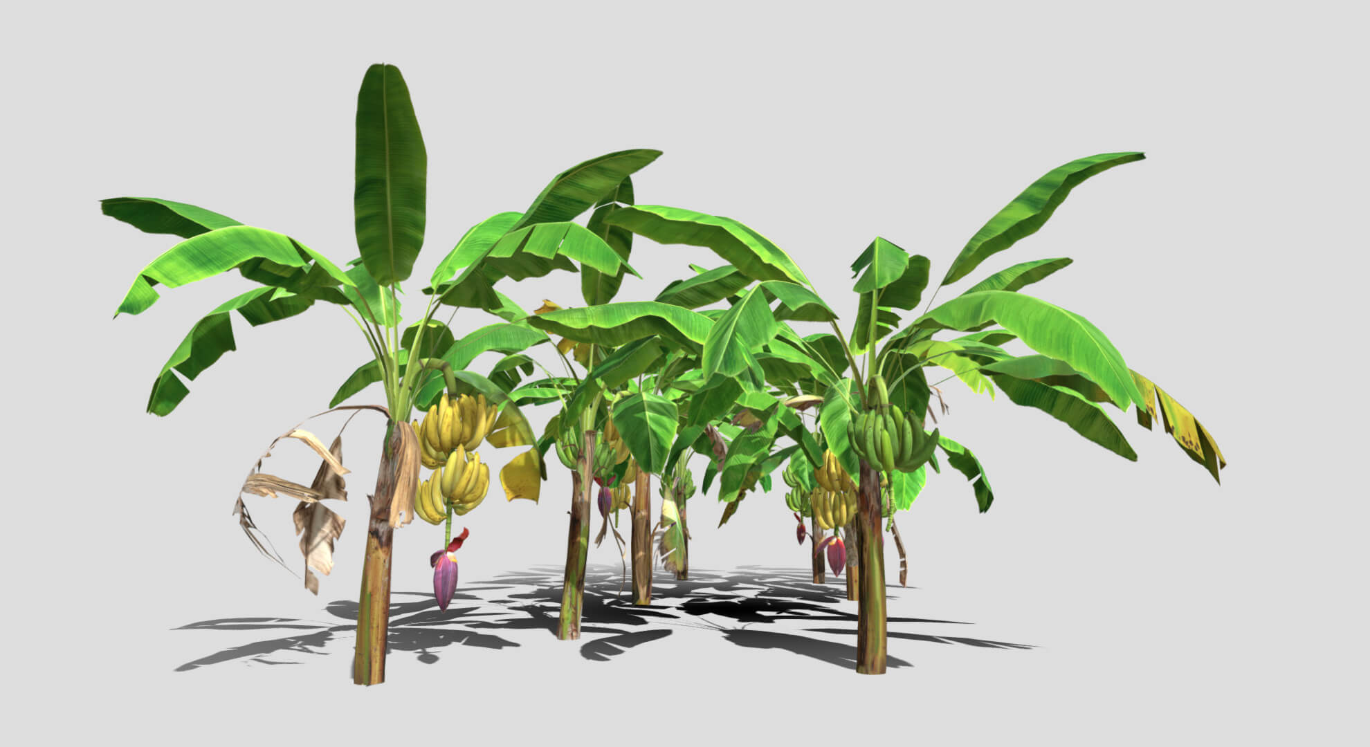 Banana Plantation 3D Model by Buncic
