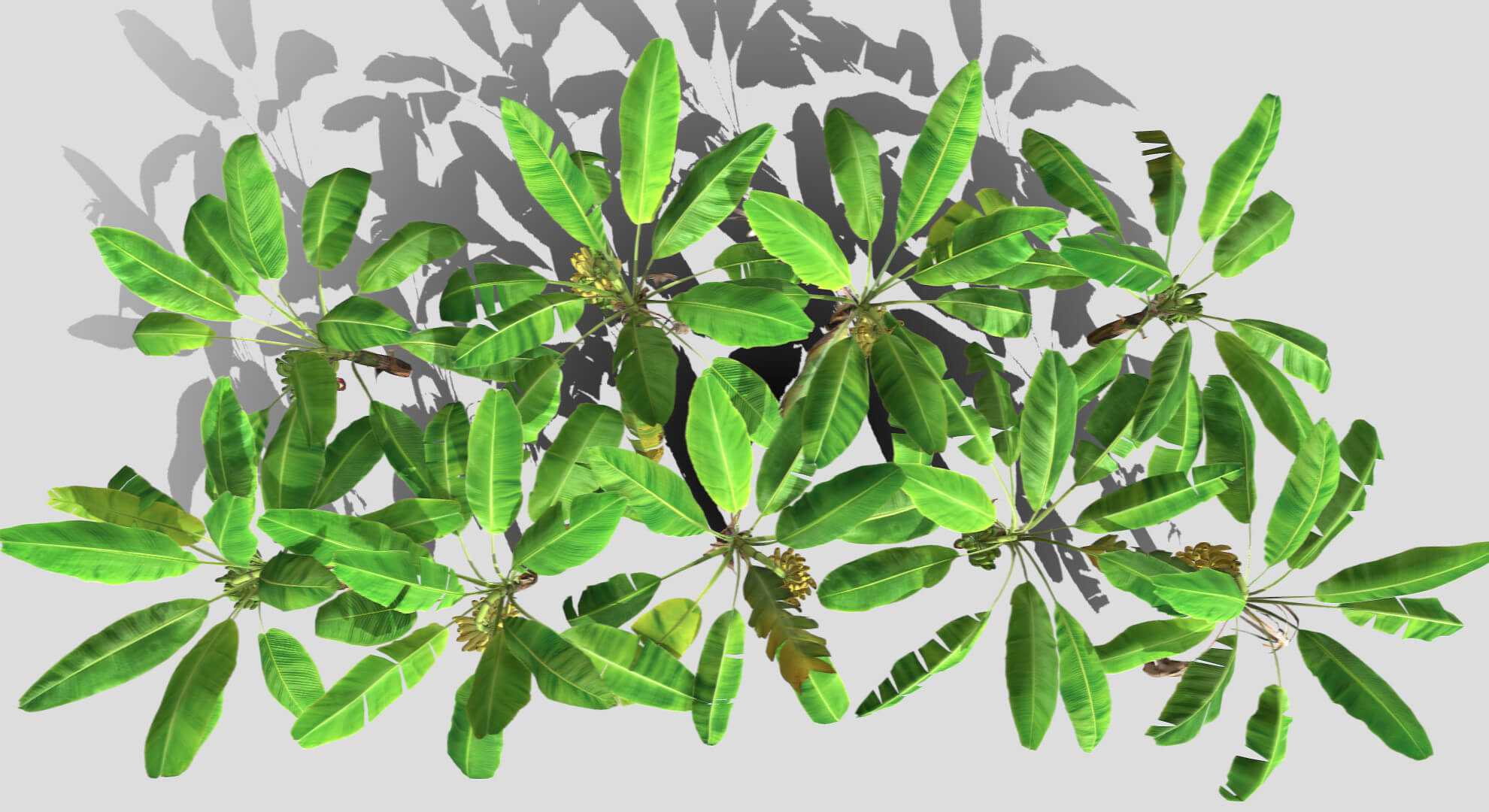 Banana Plantation 3D Model by Buncic