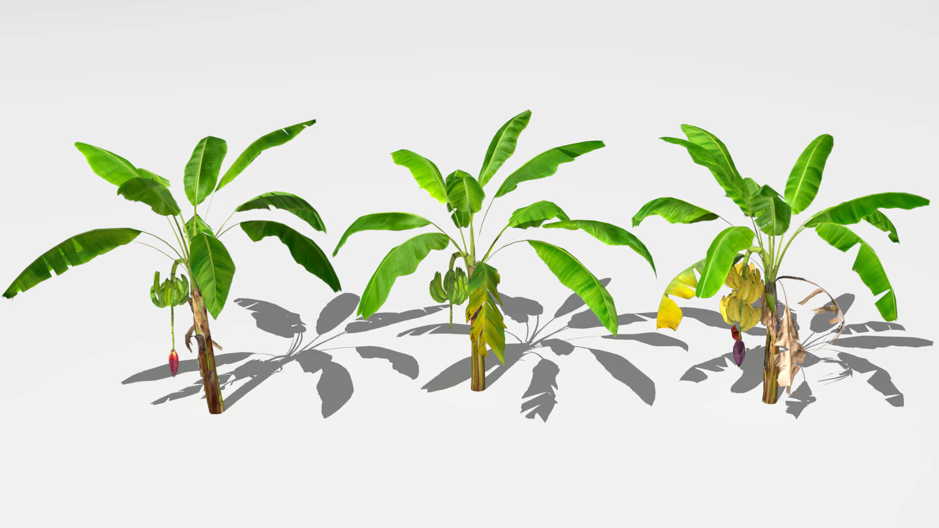 Banana Plantation 3D Model by Buncic