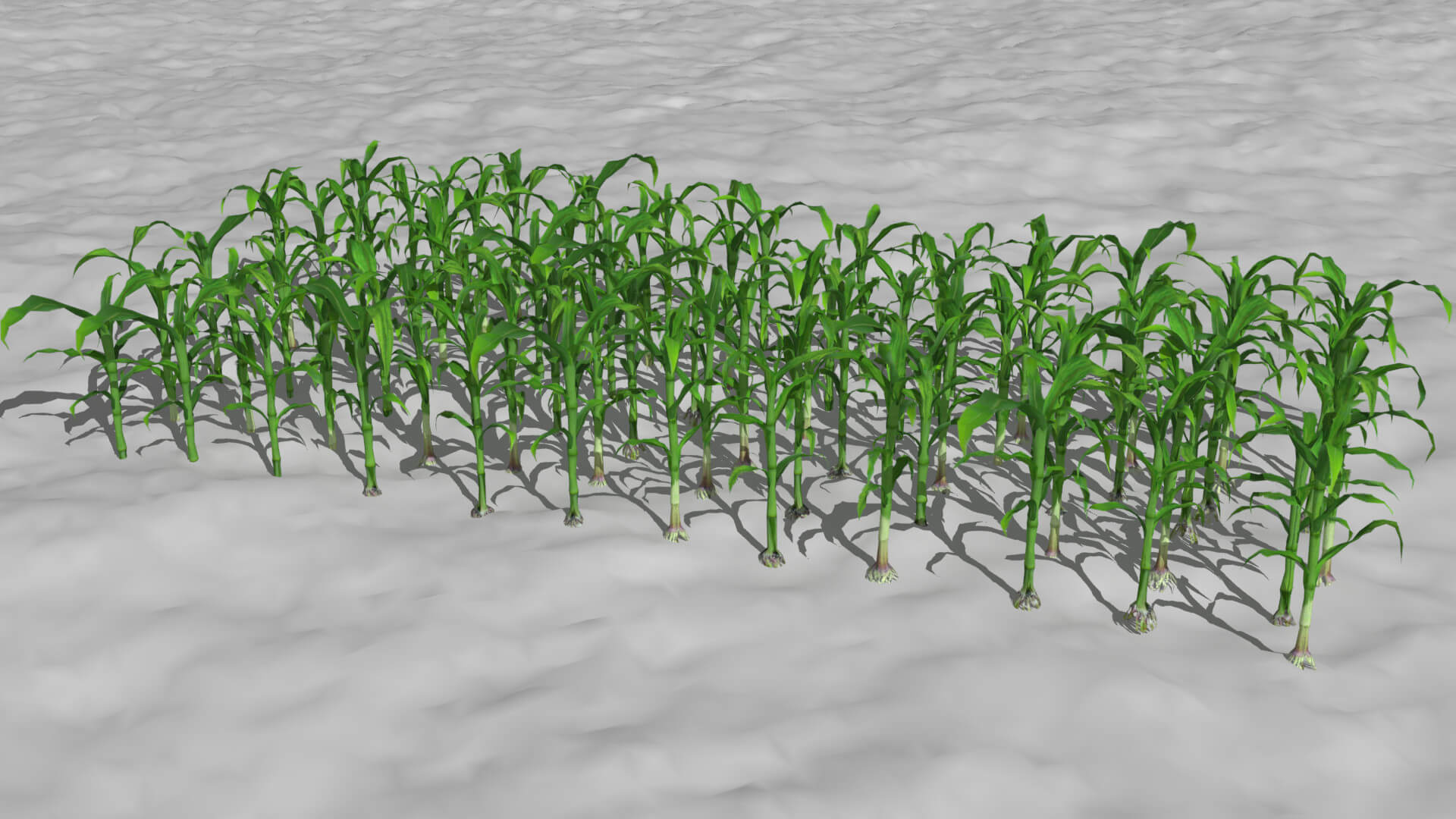 Corn Field Field 3D Model by Buncic