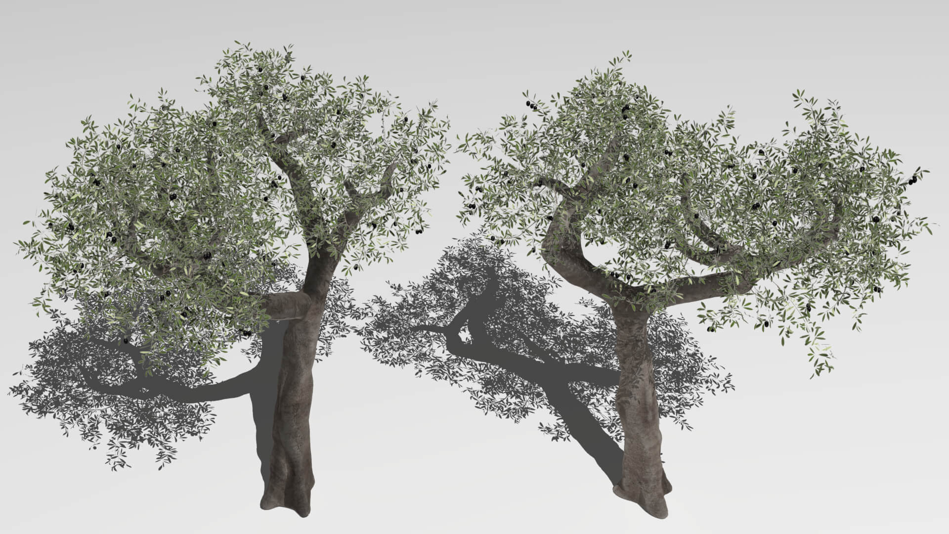 Six Olive Trees - 3D Model by Buncic