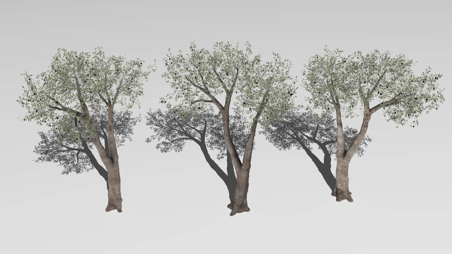 Six Olive Trees - 3D Model by Buncic