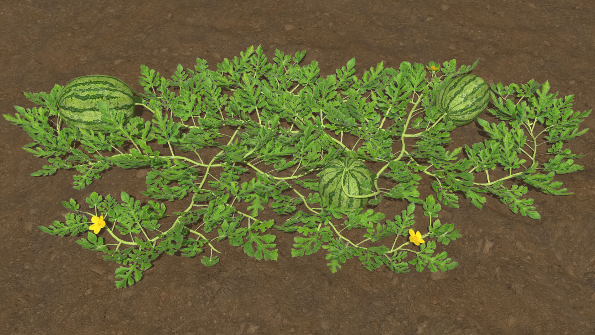 Watermelon Plantation 3D Model by Buncic