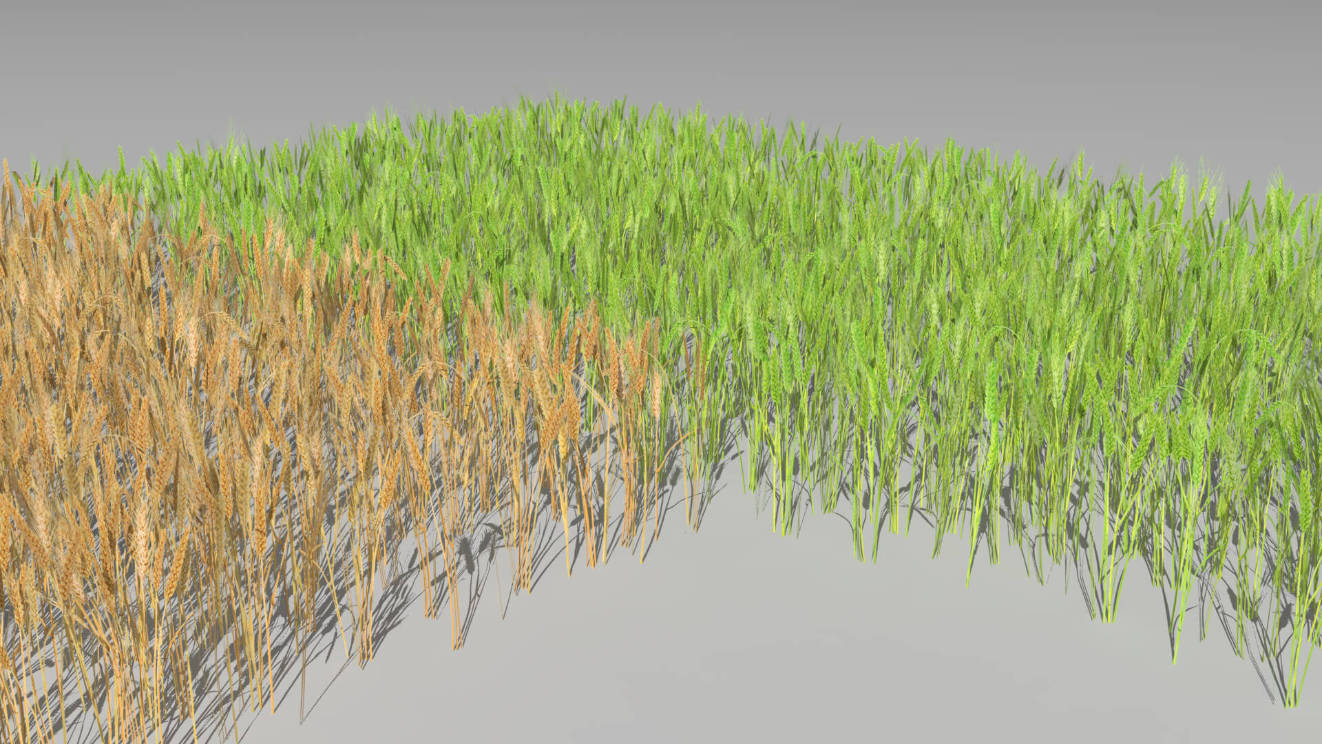 Wheat Field 3D Model by Buncic