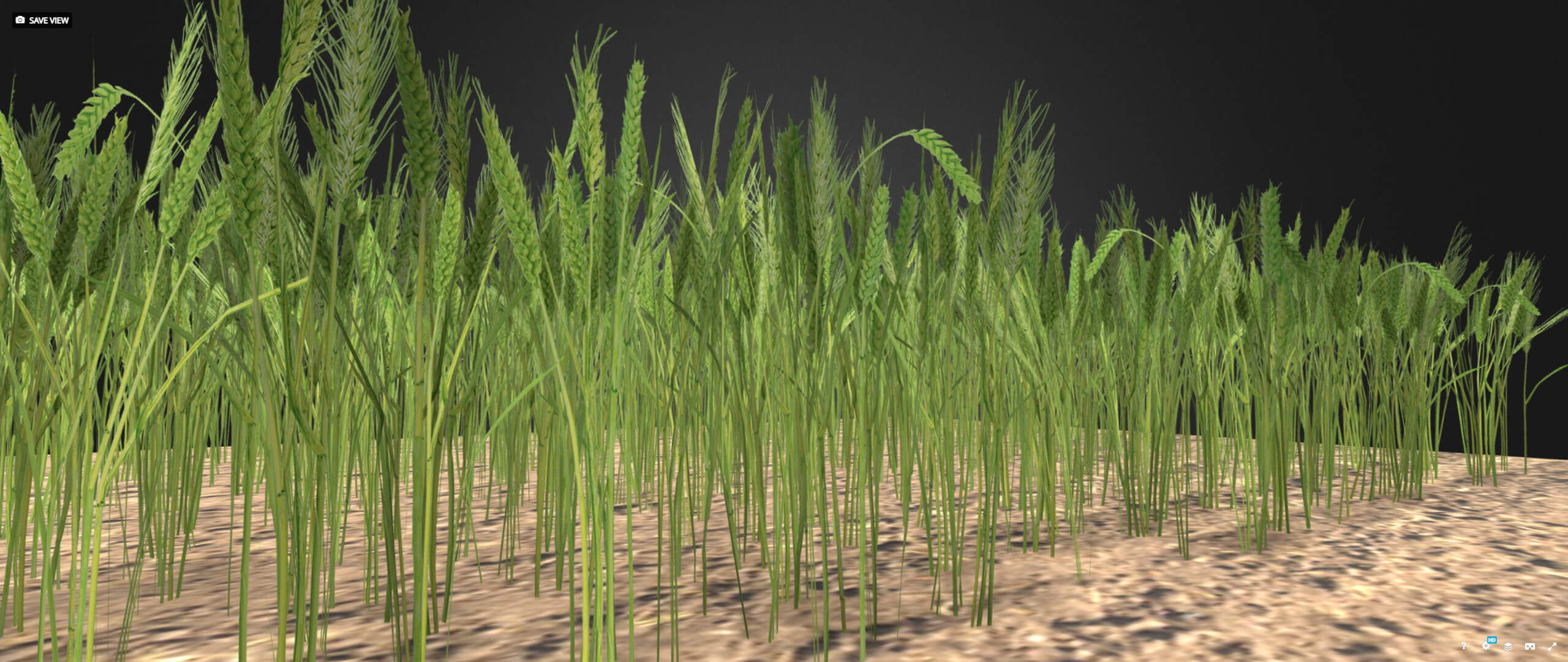 Wheat Field 3D Model by Buncic