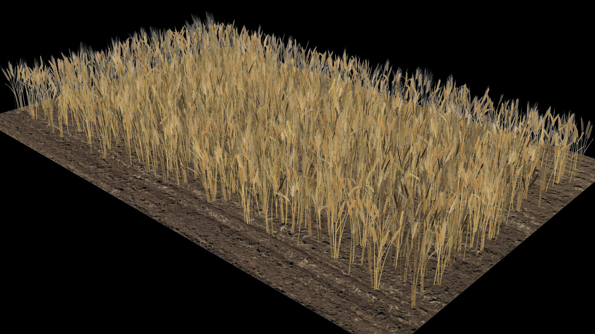 Wheat Field 3D Model by Buncic