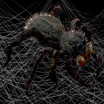 Jumping Spider