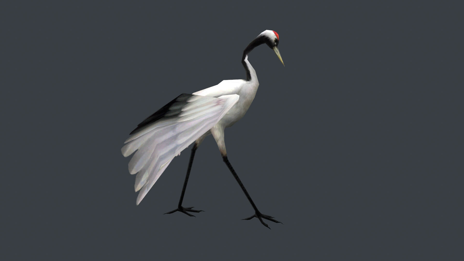 Animated Crane Bird 3D Model by cgbob