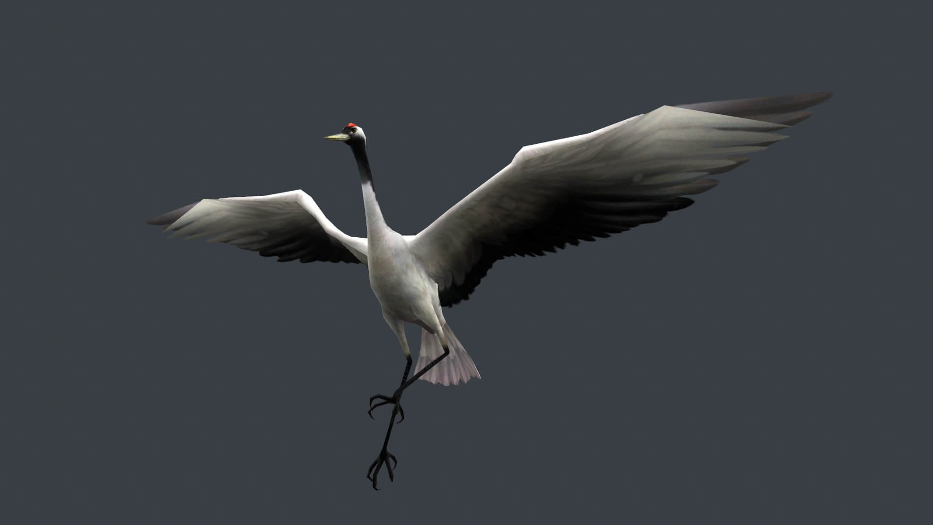 Animated Crane Bird 3D Model by cgbob