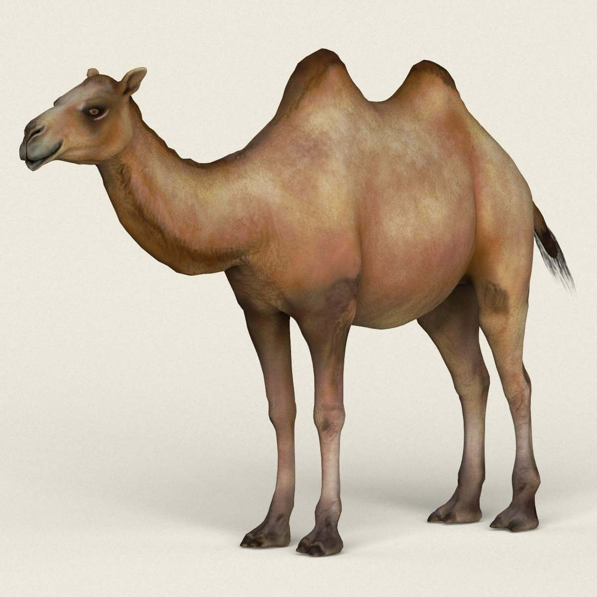 Camel 3D Model by cganimalworld