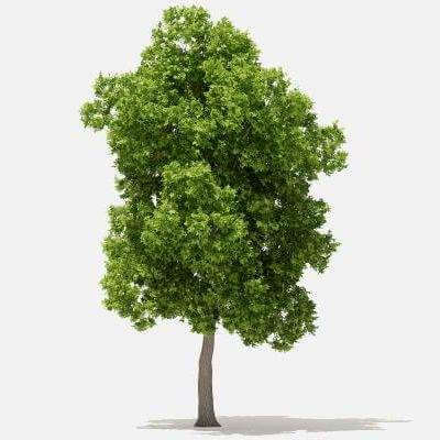 American Elm 8.5m - 3D Model by cgaxis