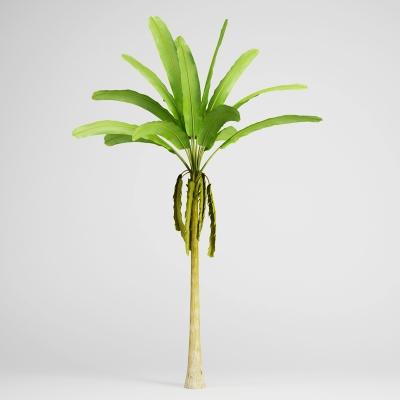 Banana Tree - 3D Model by cgaxis