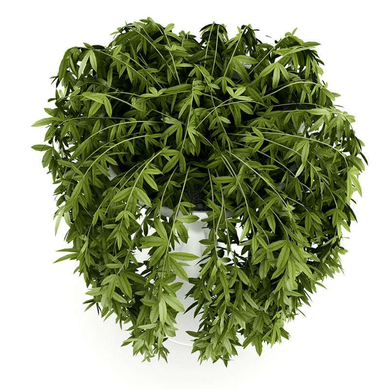 Climbing Plant 3D Model