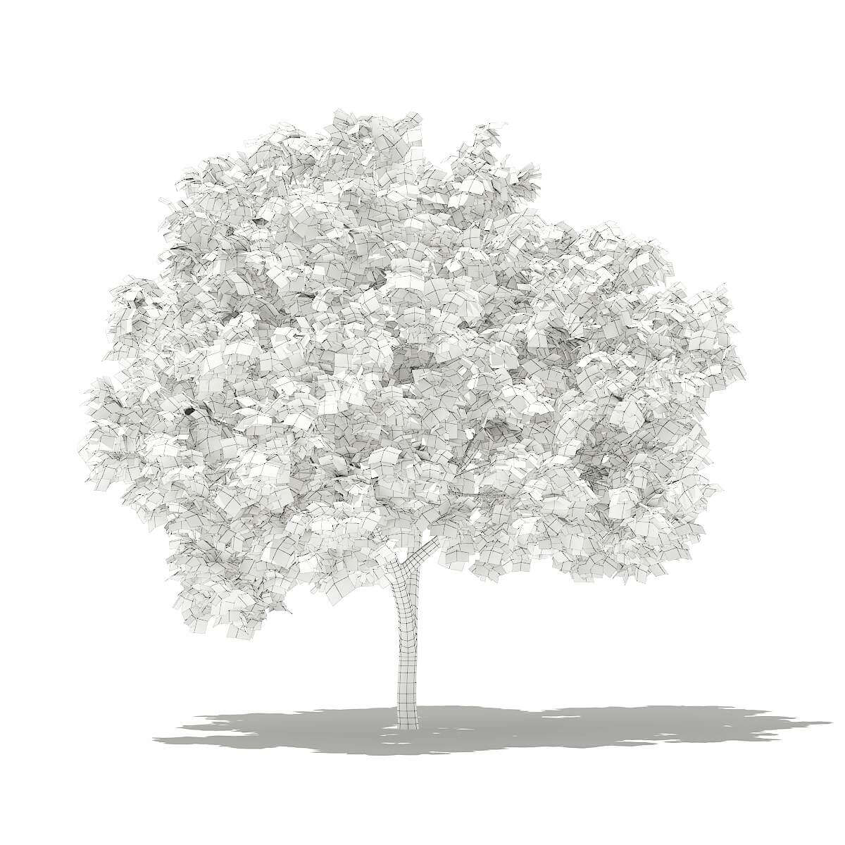 Common Fig Tree 2.4m - 3D Model by cgaxis