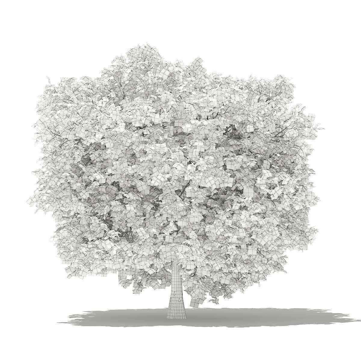 Common Fig Tree 3.3m - 3D Model by cgaxis