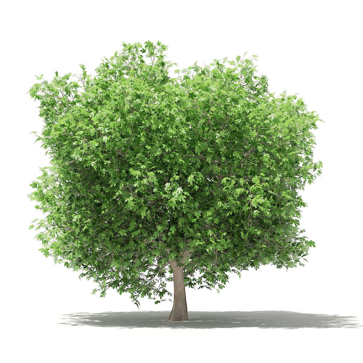 Common Fig Tree 3.3m - 3D Model by cgaxis