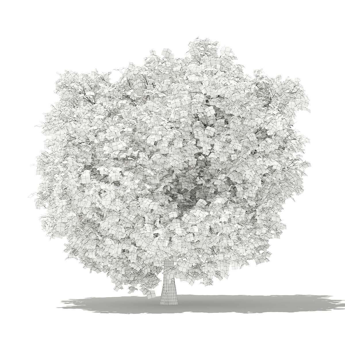 Common Fig Tree 3.3m - 3D Model by cgaxis