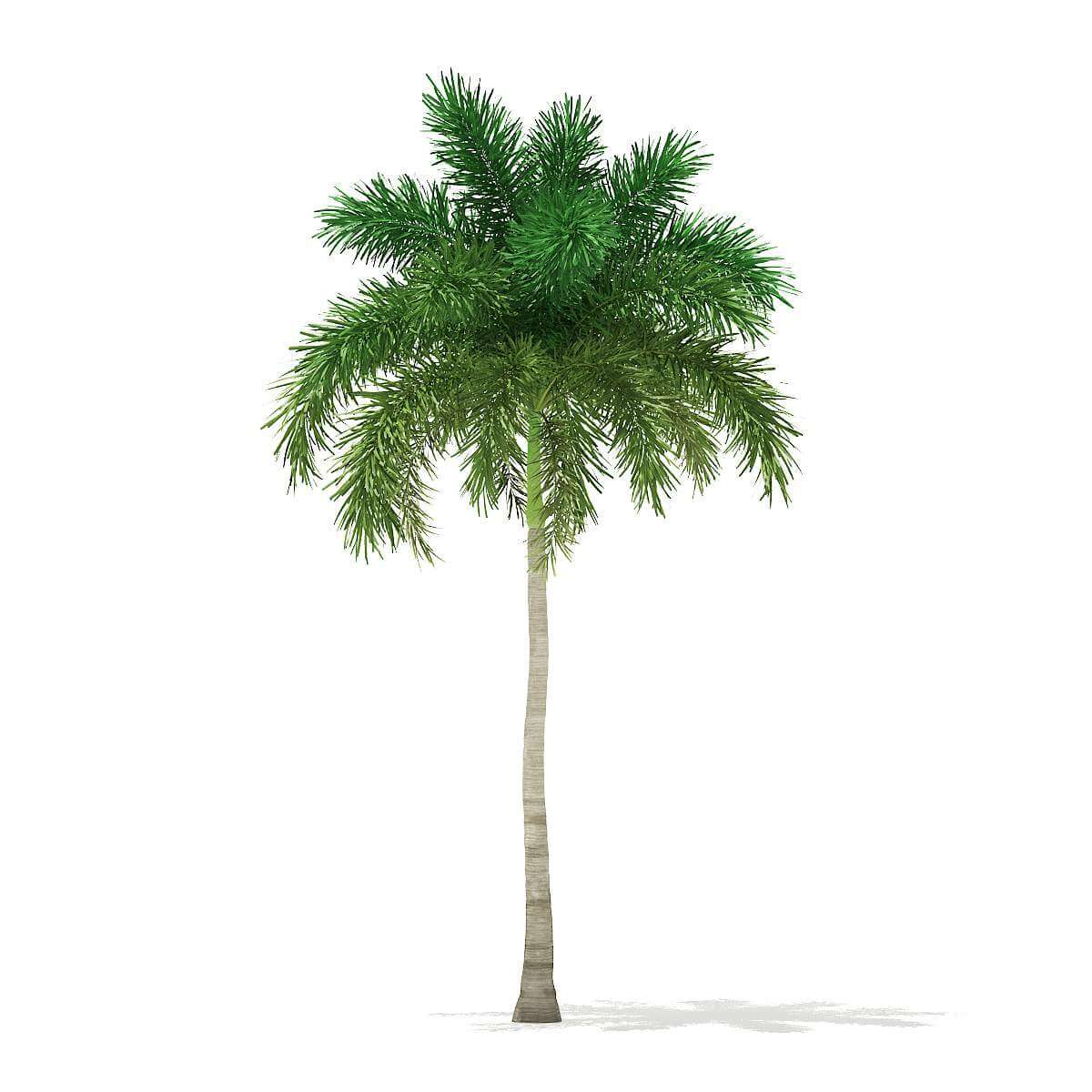 Foxtail Palm Tree 9 8m 3d Model By Cgaxis