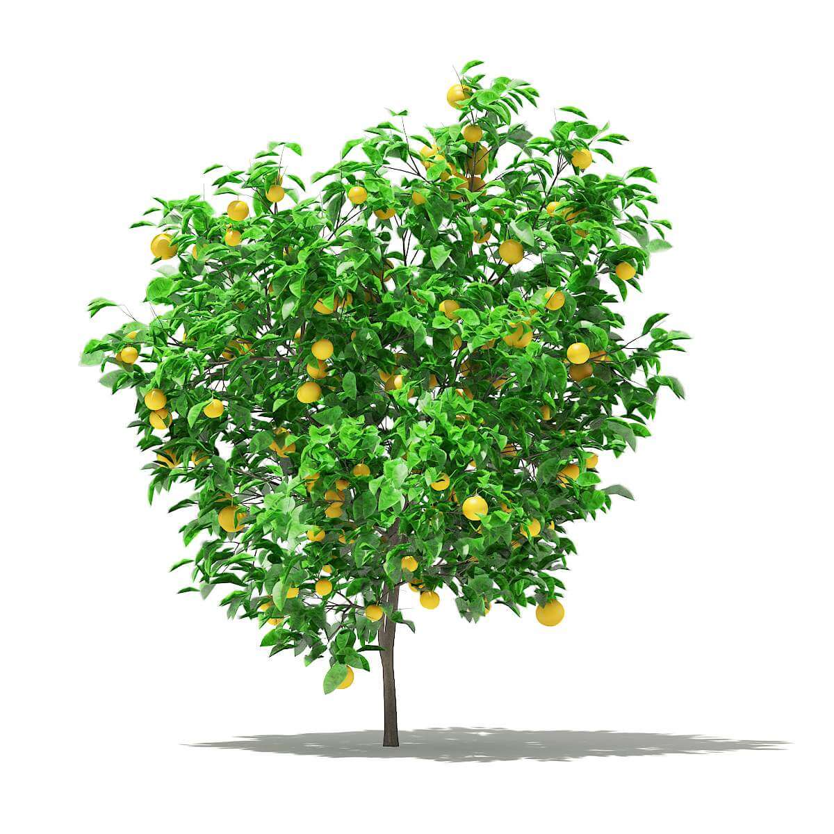 Grapefruit Tree with Fruits 2.2m 3D Model by cgaxis