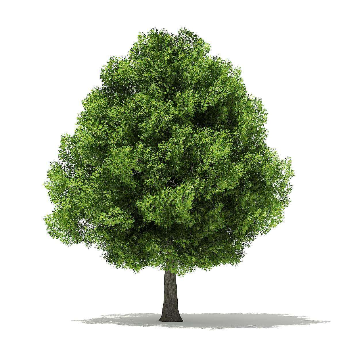 3ds max tree model. Вишня дерево без фона. Дерево 3д модель. Деревья для моделирования. Деревья для 3d max.