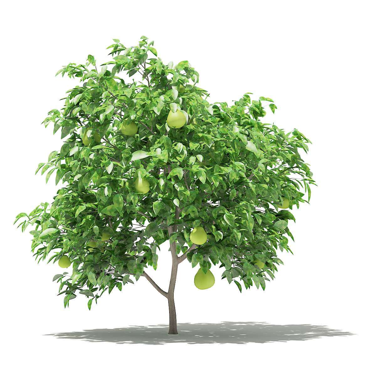 Pomelo Tree with Fruits 1.7m 3D Model by cgaxis