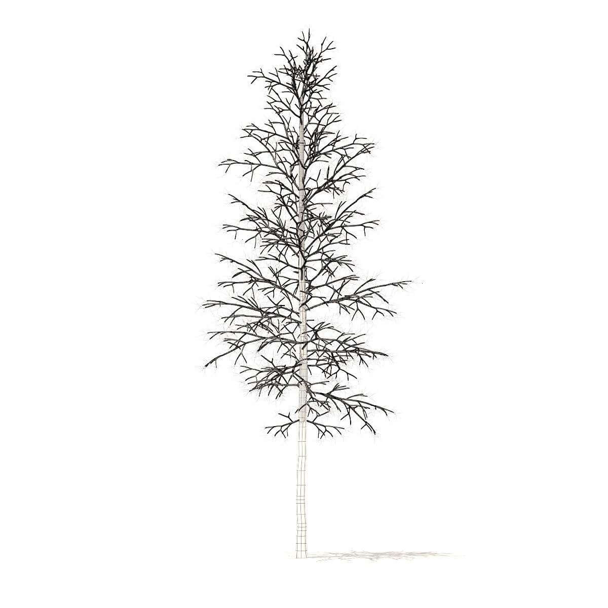 Quaking Aspen with Snow 5.6m - 3D Model by cgaxis