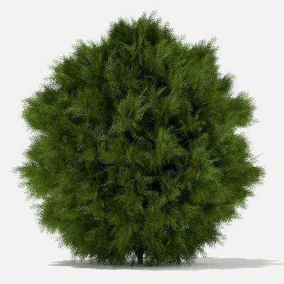 White Cedar (Thuja occidentalis) 1.2m - 3D Model by cgaxis