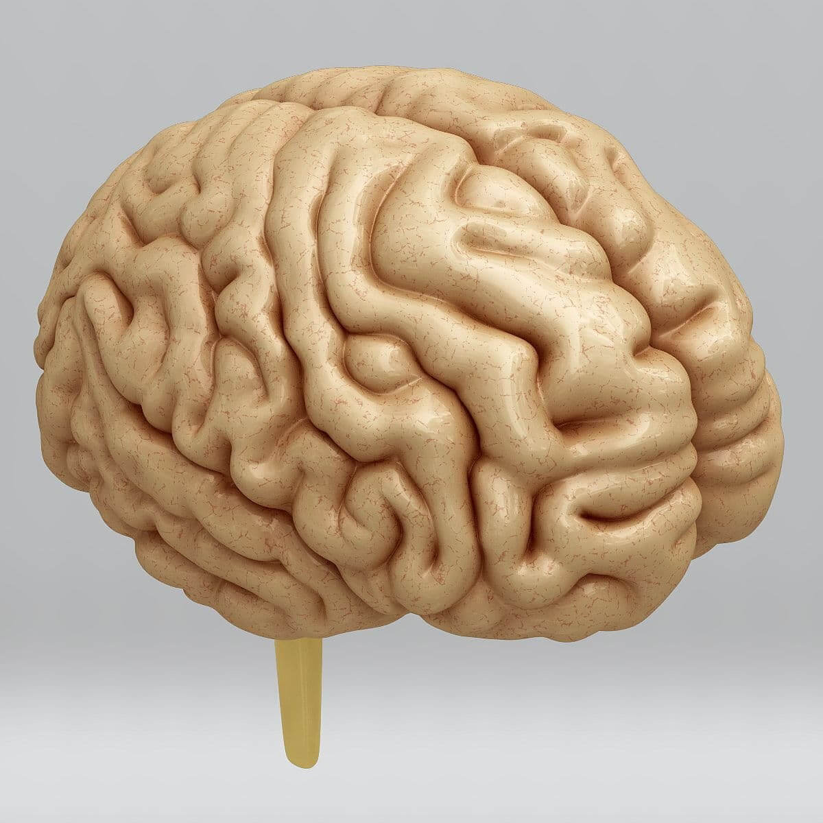 Human Brain and Skull Anatomy 3D Model by CGShape