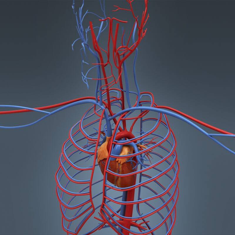 заболевания кровообращения. кровообращение человека видео. кровообращение человека видео. кровообращение человека видео. сердечно сосудистая система и кровь.