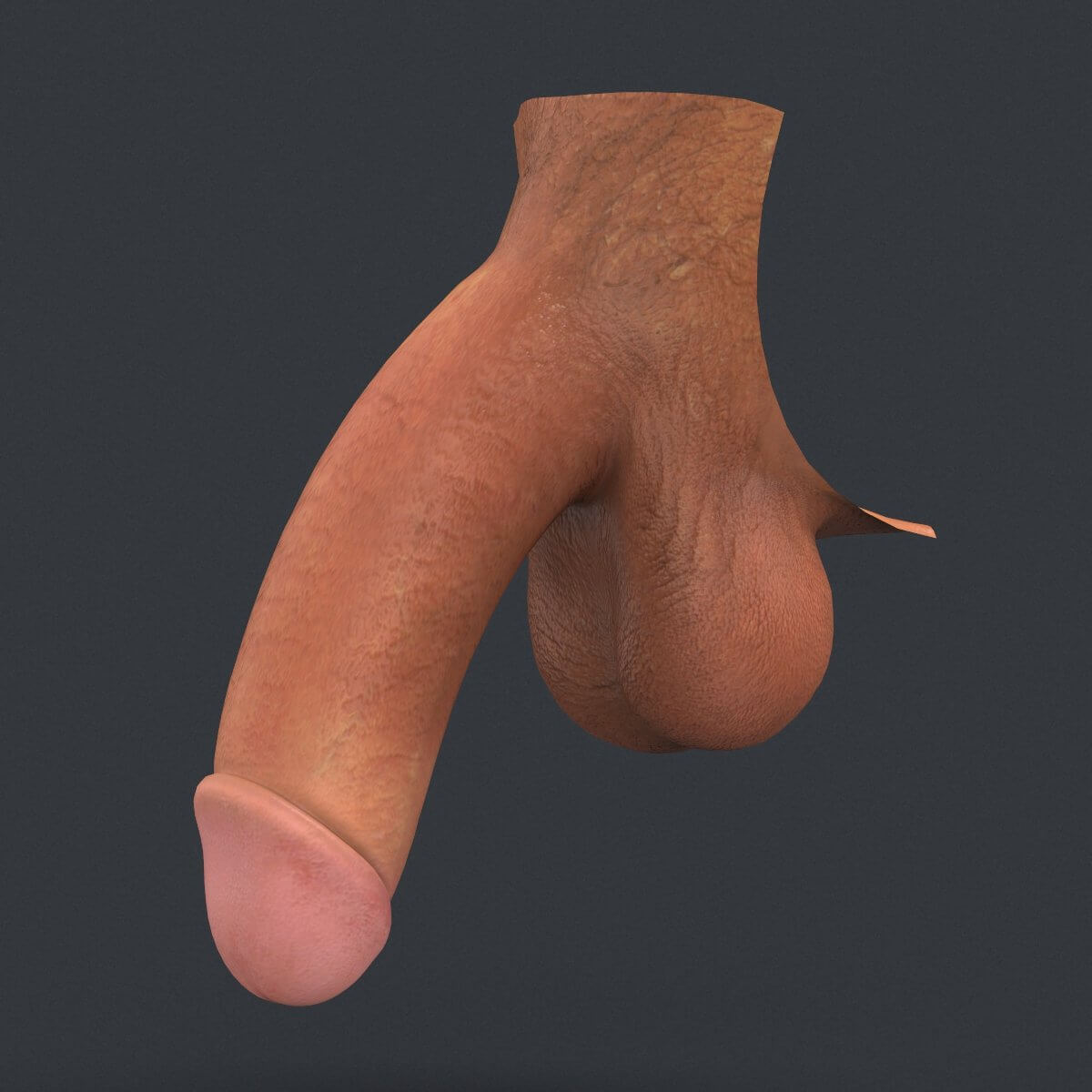 3d penis