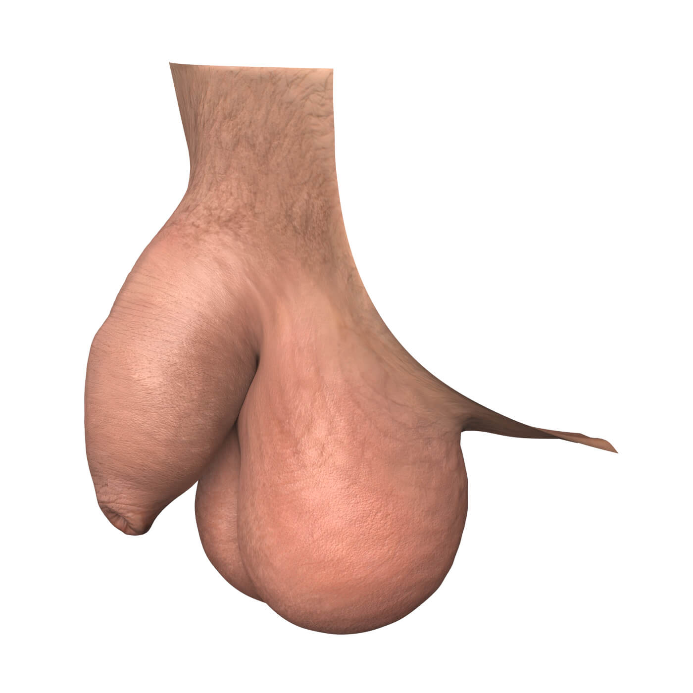 Realistic Uncircumcise Small Penis - 3D Model by Cgtools