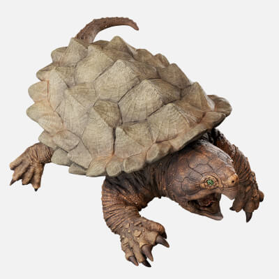 Alligator Snapping Turtle by CGZen