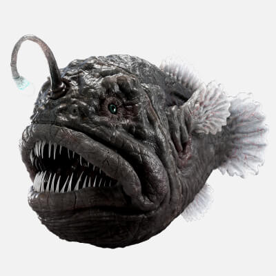 Anglerfish rigged by CGZen