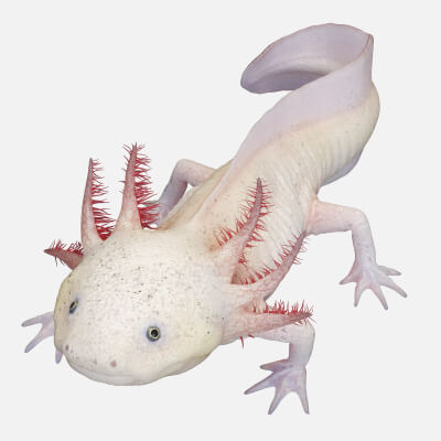 Axolotl Leucistic