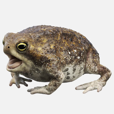 Common Rain Frog by CGZen