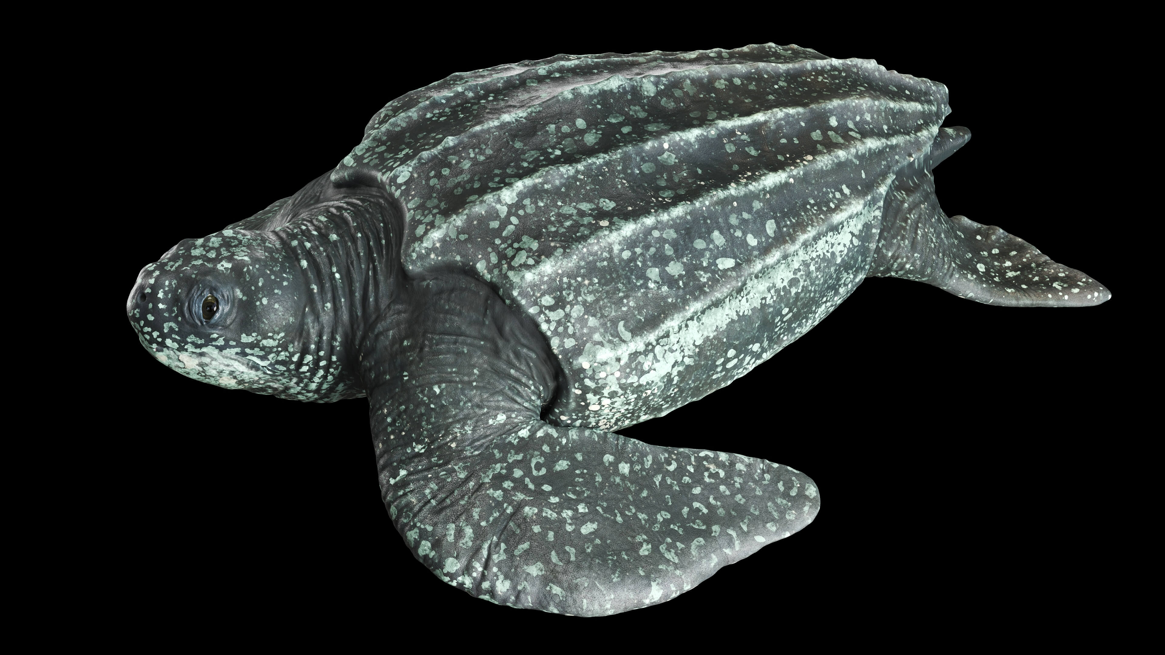 Leatherback Sea Turtle - 3D Model by CGZen