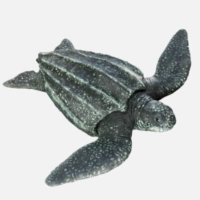 Leatherback Sea Turtle