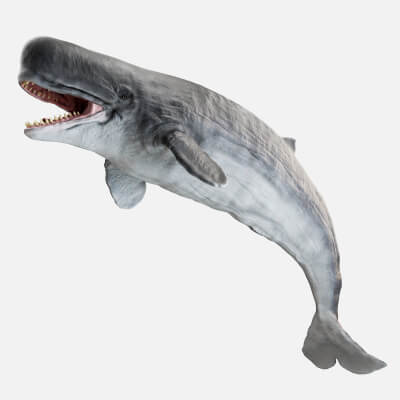 Livyatan Melvillei Moby Dick Whale